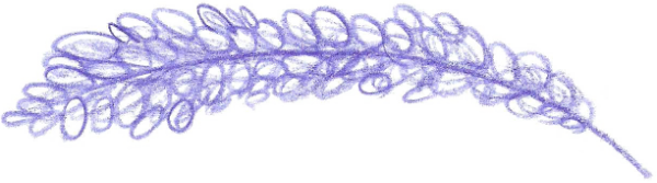 Hand-drawn lupine flower